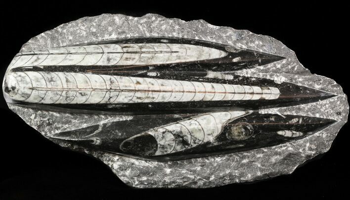 Polished Orthoceras (Cephalopod) Plate - #47995
